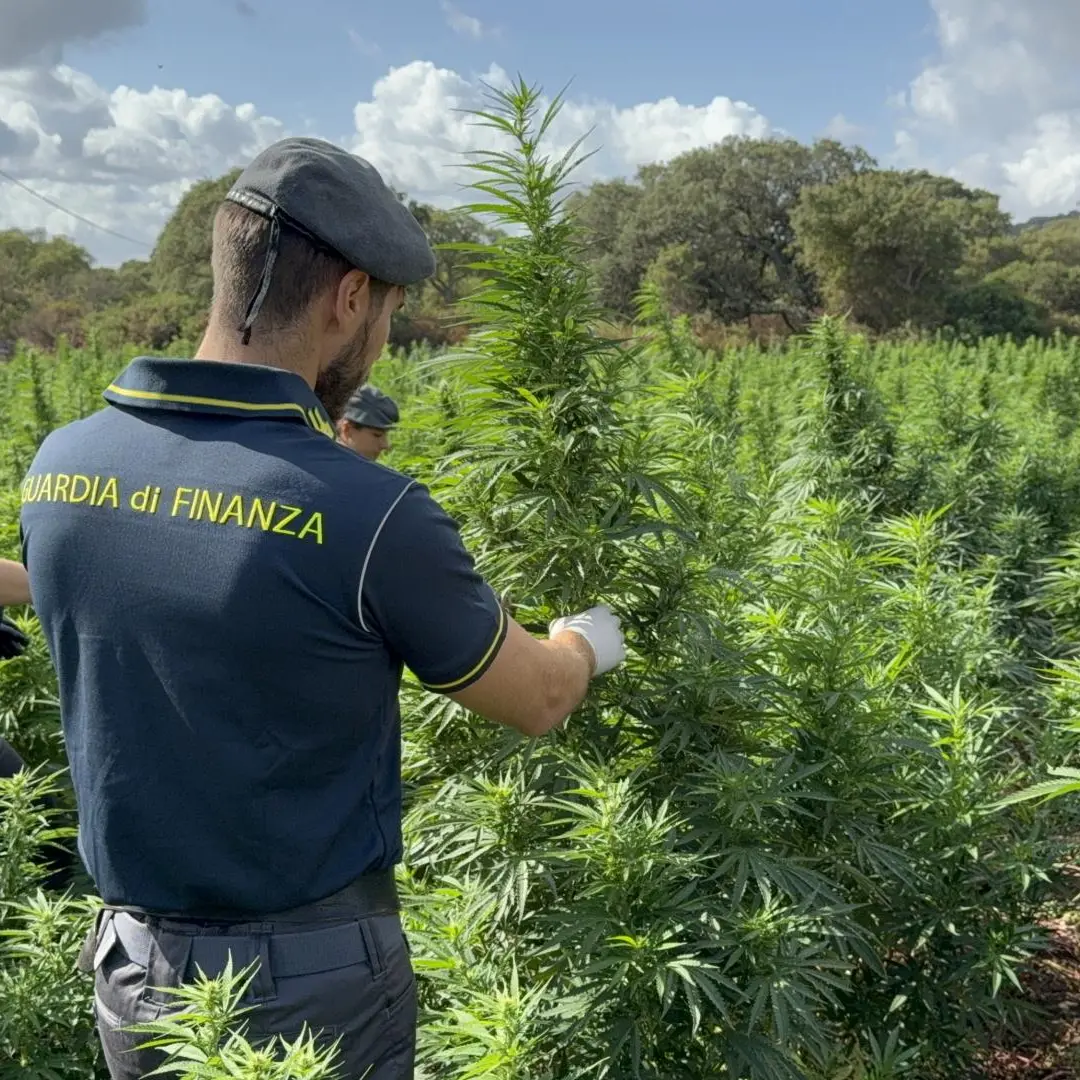 Sedini. Sequestrate 4.600 piante di marijuana pronte per la raccolta | IL VIDEO