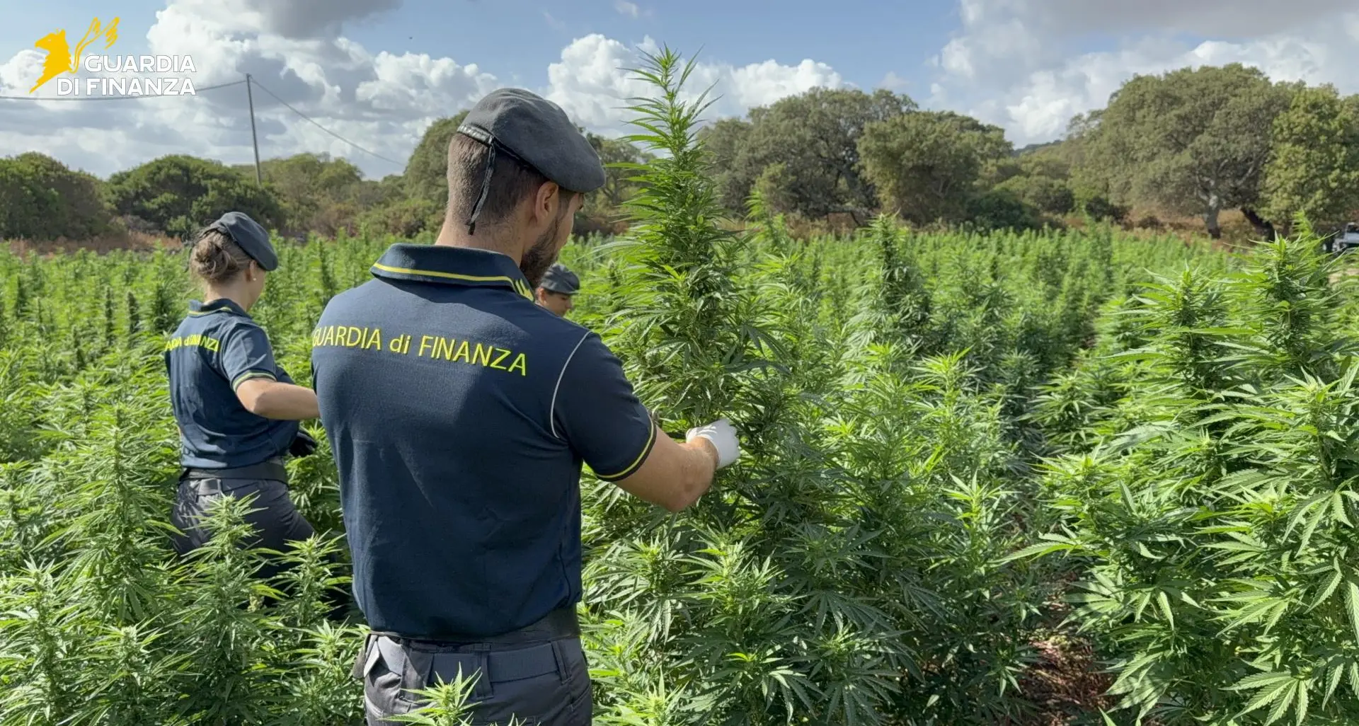 Sedini. Sequestrate 4.600 piante di marijuana pronte per la raccolta | IL VIDEO
