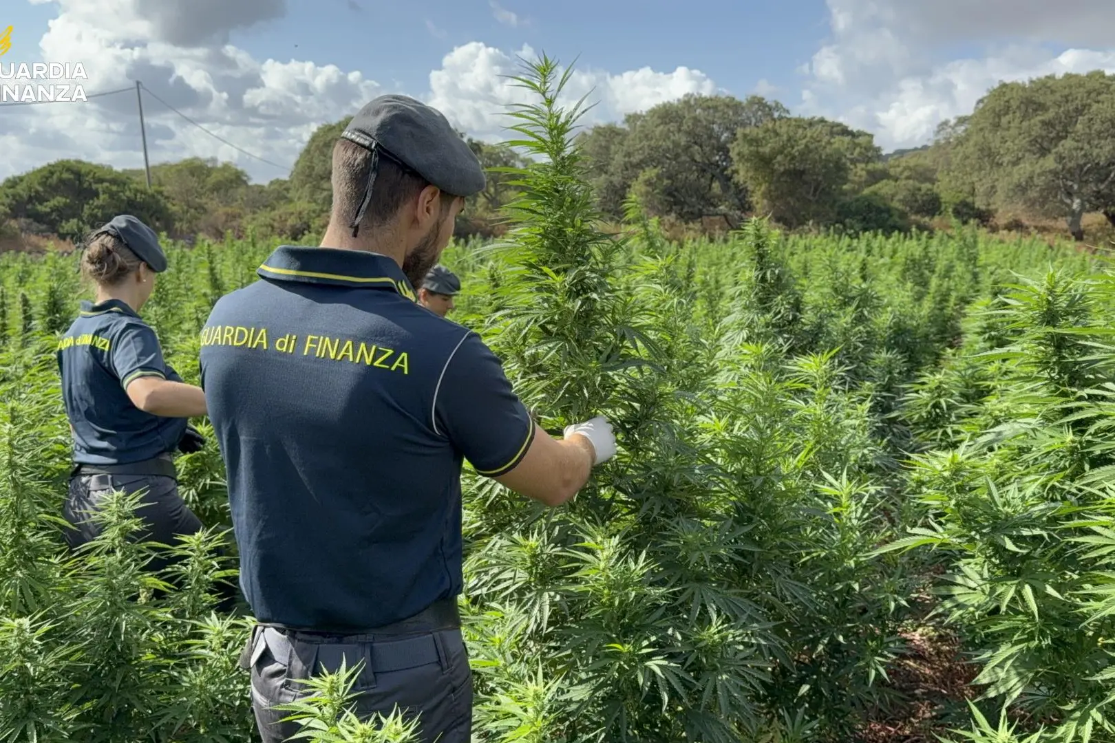Sedini. Sequestrate 4.600 piante di marijuana pronte per la raccolta | IL VIDEO