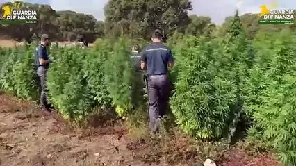 Maxi sequestro di marijuana a Sedini: scoperta piantagione illegale