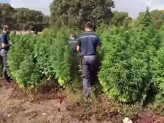 Maxi sequestro di marijuana a Sedini: scoperta piantagione illegale