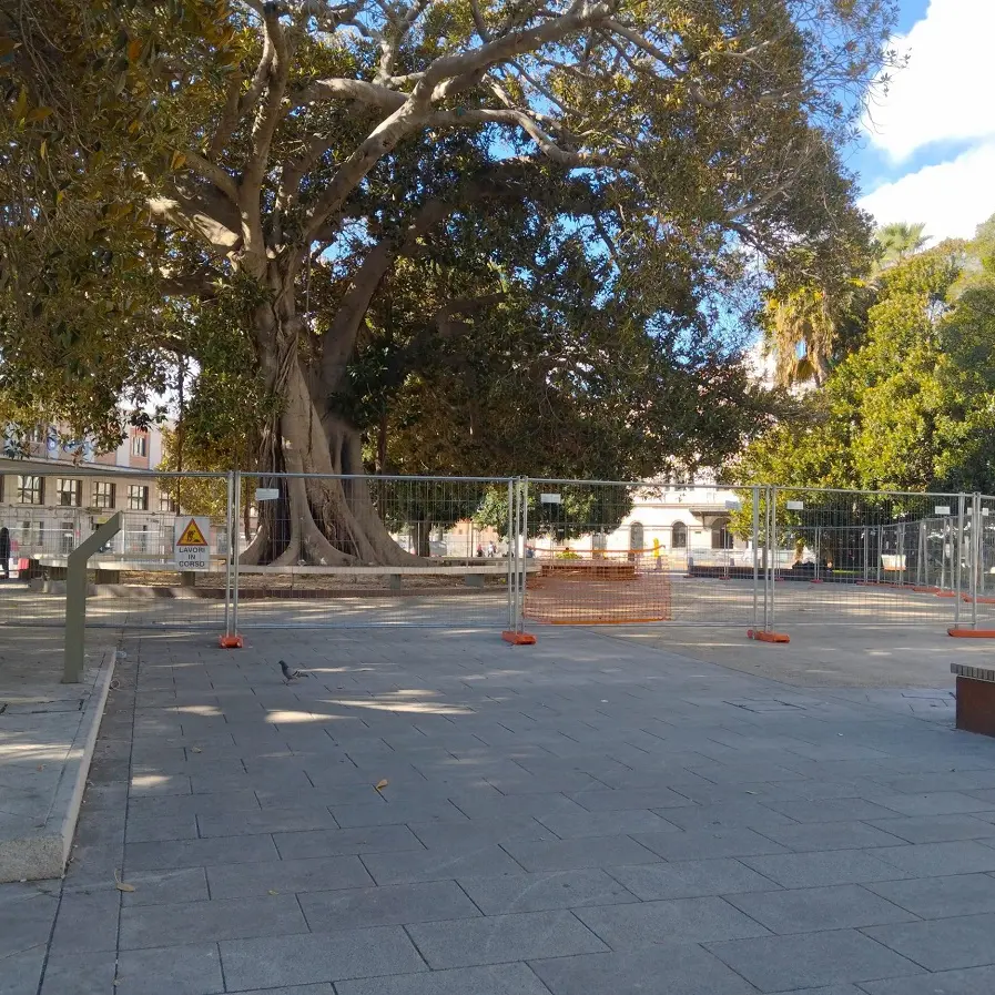 Chiusa l’area sotto il grande Ficus di piazza Matteotti a Cagliari per motivi di sicurezza