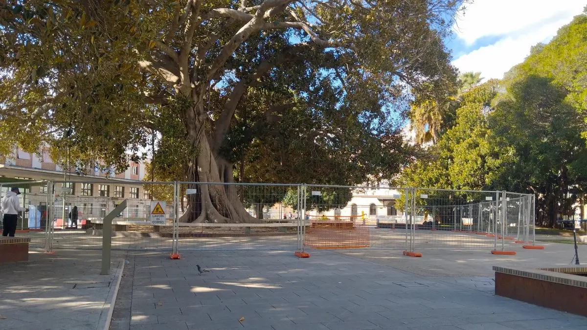 Chiusa l’area sotto il grande Ficus di piazza Matteotti a Cagliari per motivi di sicurezza