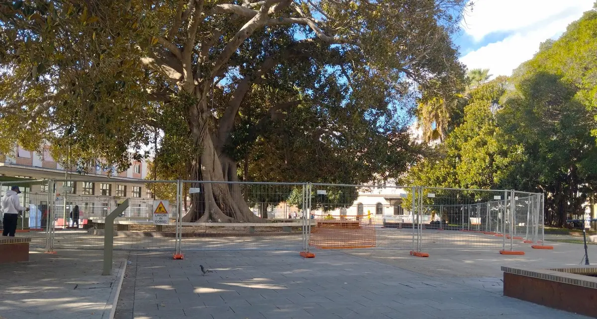 Chiusa l’area sotto il grande Ficus di piazza Matteotti a Cagliari per motivi di sicurezza