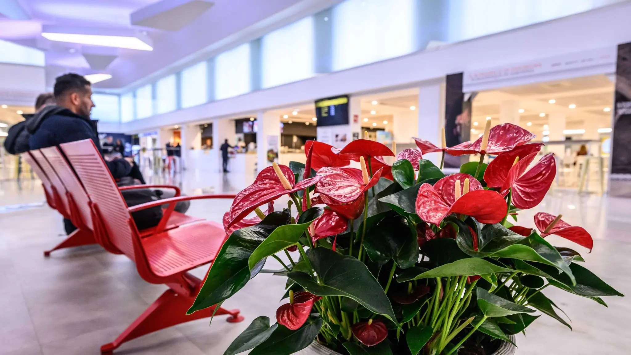 Violenza sulle donne, gli aeroporti del Nord Sardegna si tingono di rosso