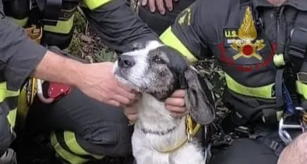 Santadi, salvati un cane e una capra bloccati in un’area impervia