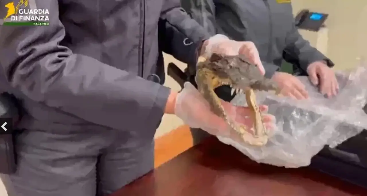 Macabro souvenir dalla Thailandia: fermato a Palermo con una testa di coccodrillo