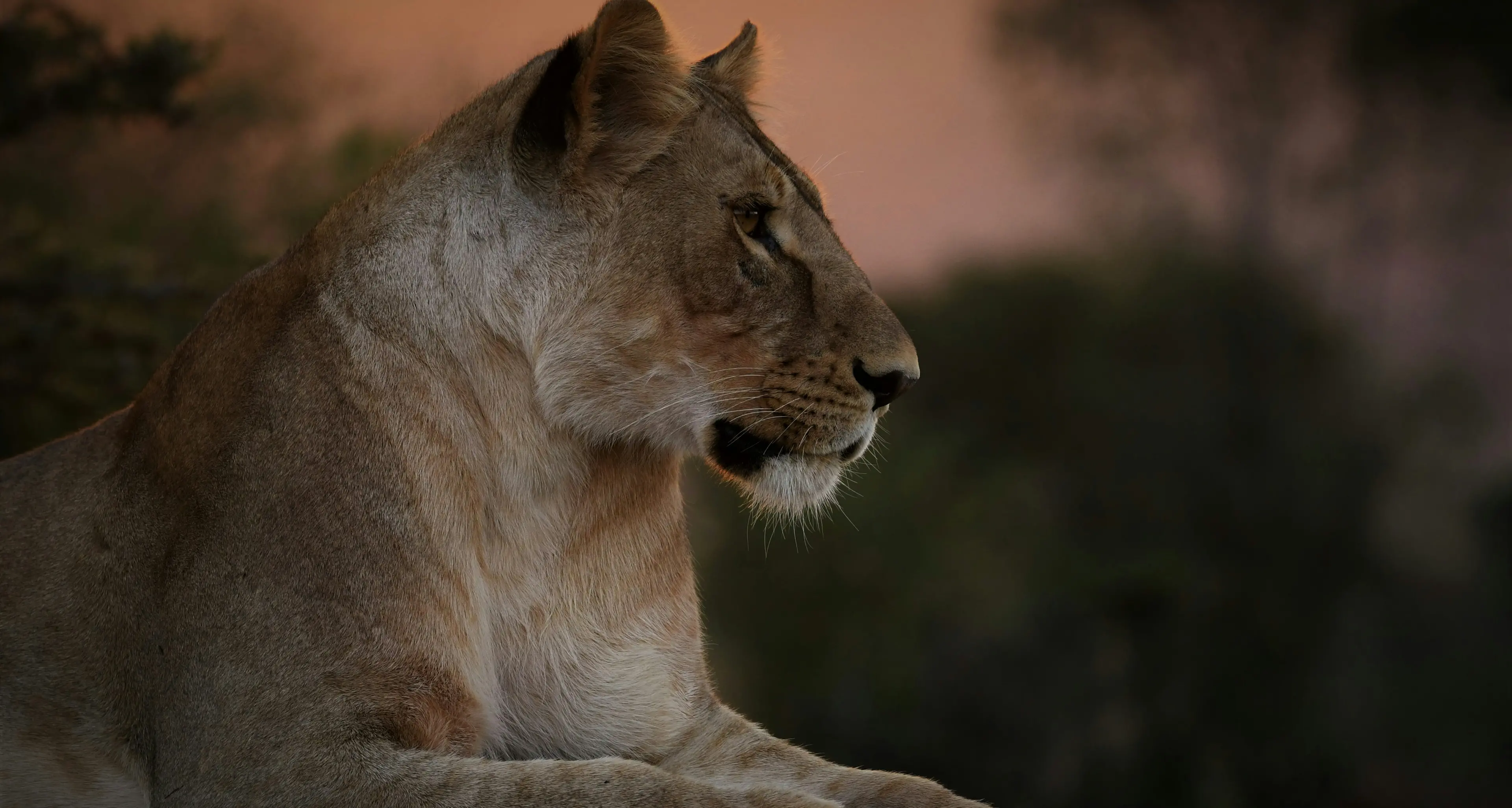 Si cala nel recinto di una leonessa allo zoo e viene sbranato, \"Voleva fare il domatore\"