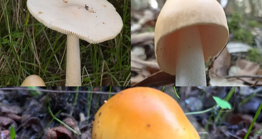 Dieci intossicazioni da funghi in un mese nel Cagliaritano: colpite anche due bambine