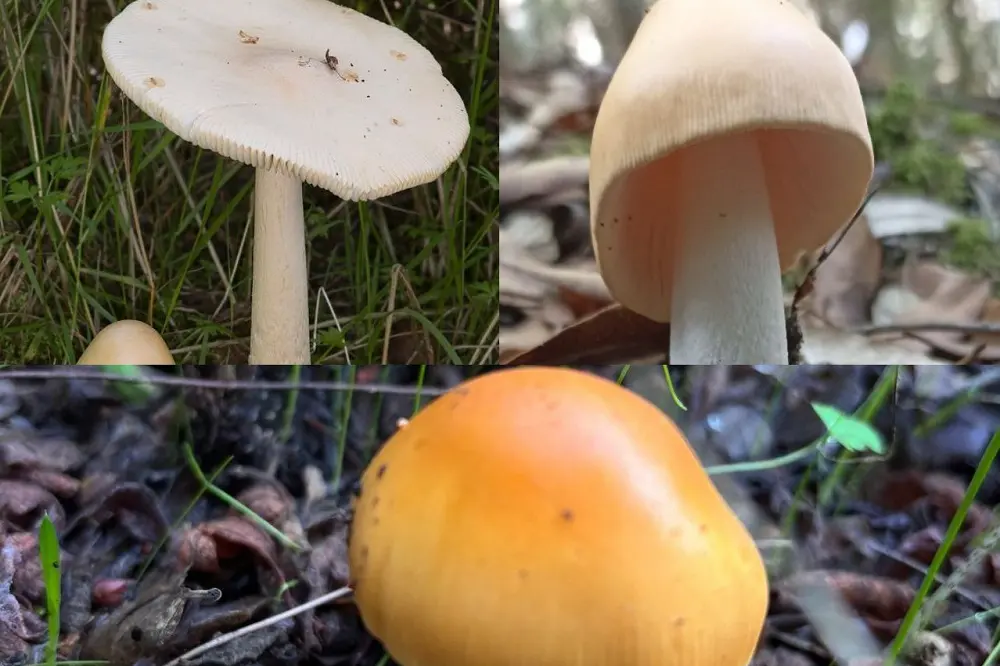 Dieci intossicazioni da funghi in un mese nel Cagliaritano: colpite anche due bambine