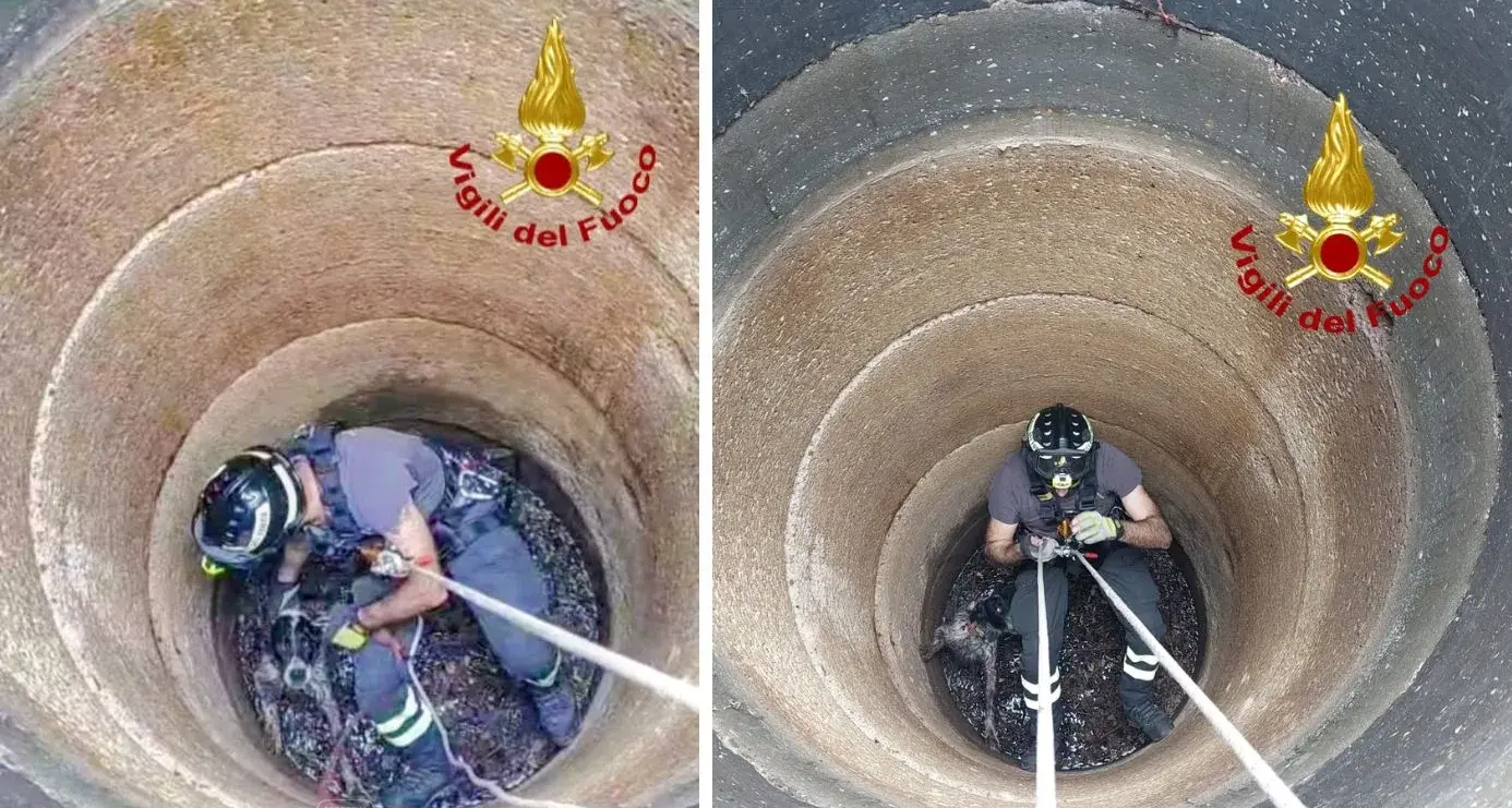 Benetutti. Cane cade in un pozzo: salvato dai Vigili del Fuoco