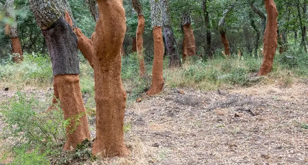 Dieci milioni per rilanciare le sugherete private in Sardegna