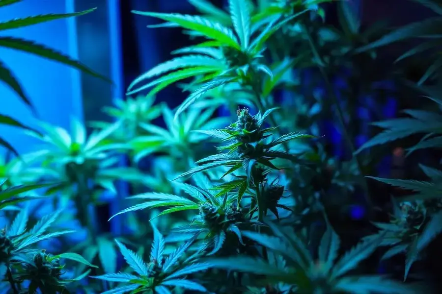 Allerta droghe: rischi gravi da cannabinoide sintetico Mdmb-pinaca