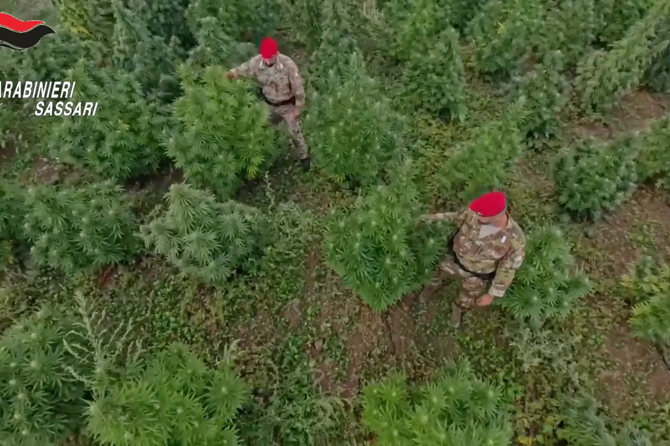 Olbia. Maxi operazione antidroga in Sardegna: 22 misure cautelari | VIDEO