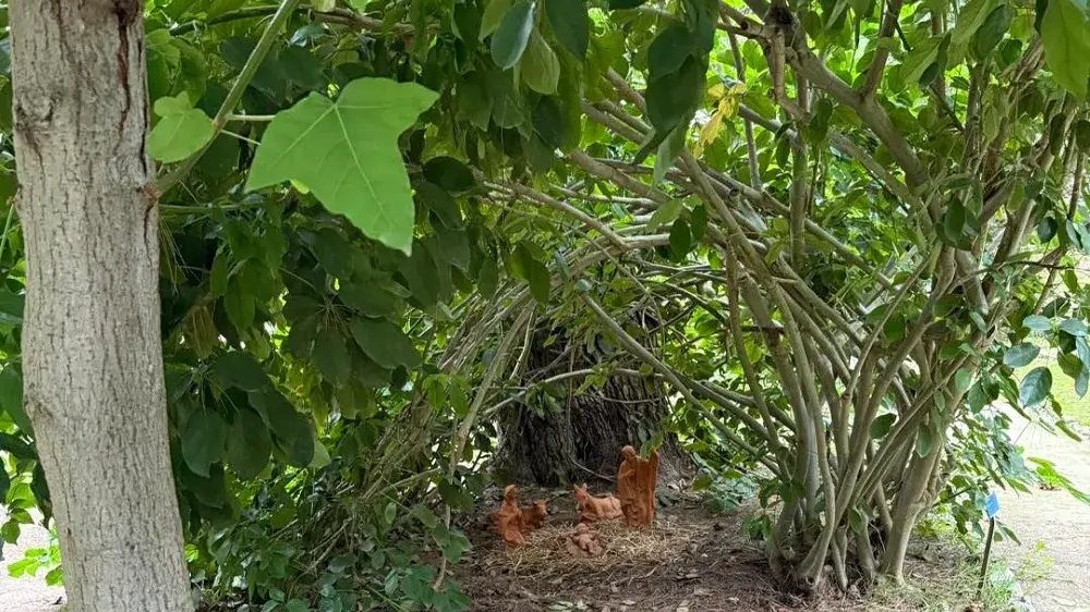 Presepe all’Orto Botanico di Cagliari tra rami di Heptaplerum venulosum