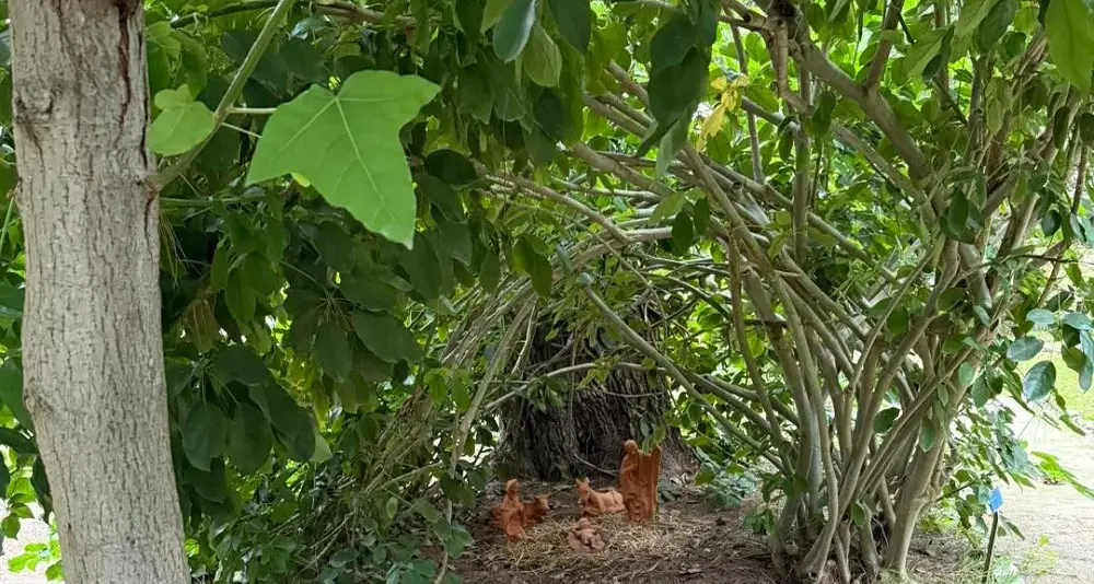 Presepe all’Orto Botanico di Cagliari tra rami di Heptaplerum venulosum