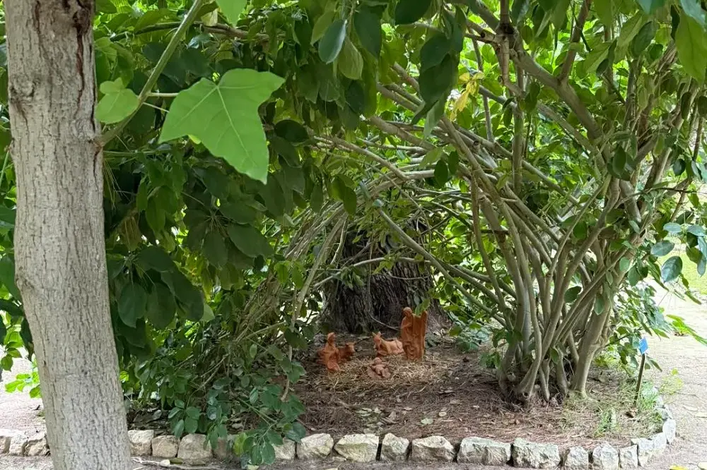 Presepe all’Orto Botanico di Cagliari tra rami di Heptaplerum venulosum