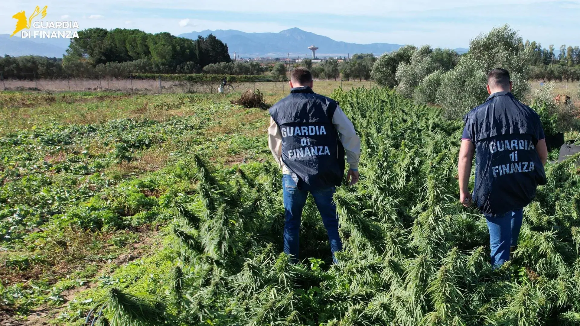 Sequestro record di canapa ad Assemini: 4 tonnellate confiscate, conferma dal Riesame | IL VIDEO