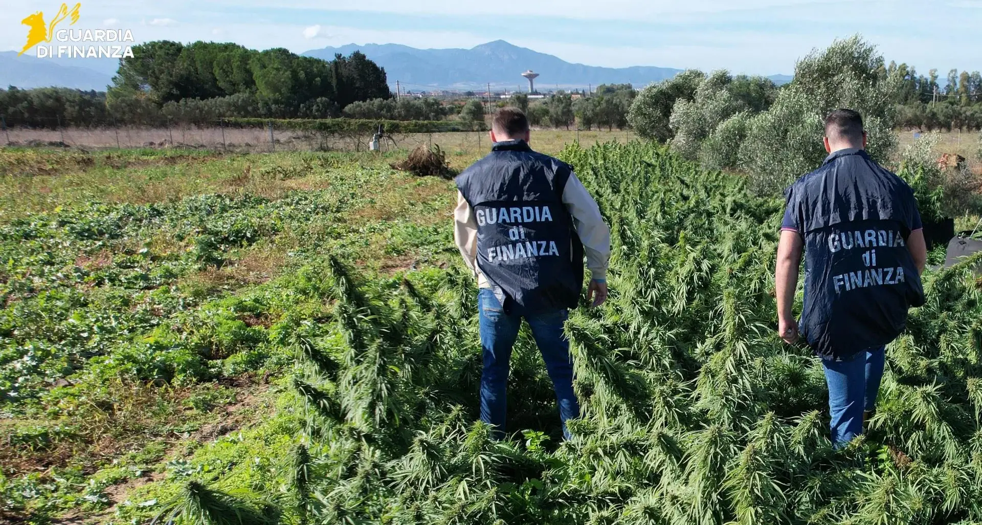 Sequestro record di canapa ad Assemini: 4 tonnellate confiscate, conferma dal Riesame | IL VIDEO