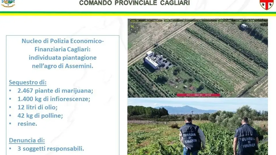 Sequestro record di canapa ad Assemini