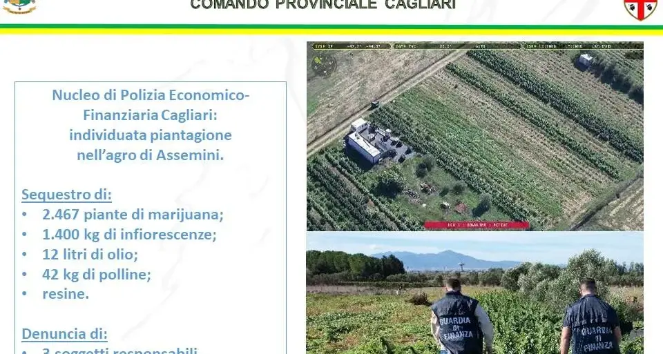 Sequestro record di canapa ad Assemini