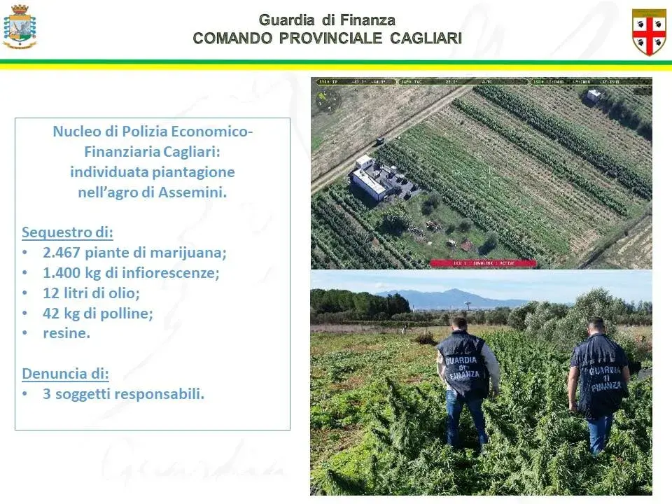 Sequestro record di canapa ad Assemini
