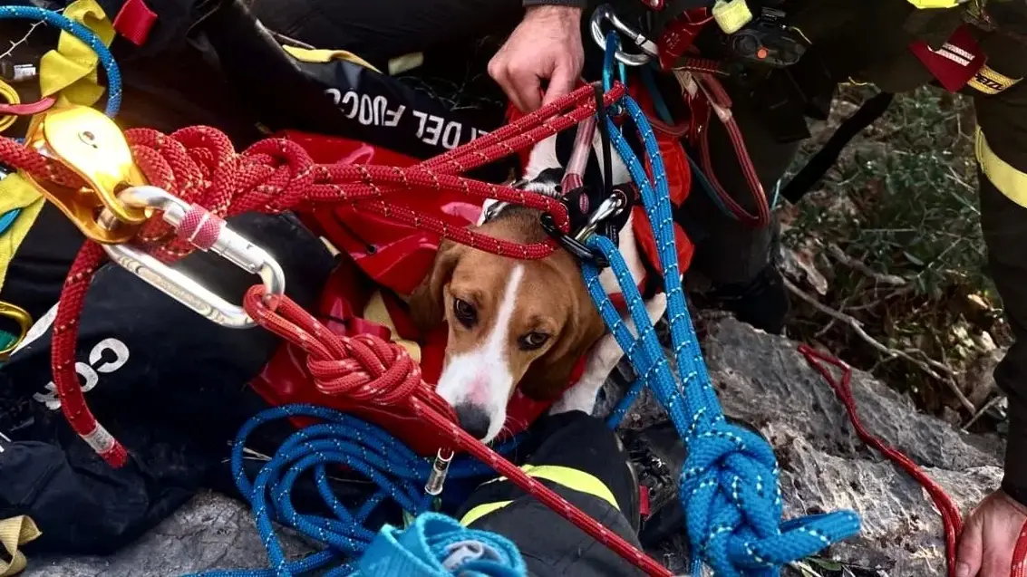 Iglesias, cane da caccia bloccato su una parete salvato dai Vigili del Fuoco a Masua