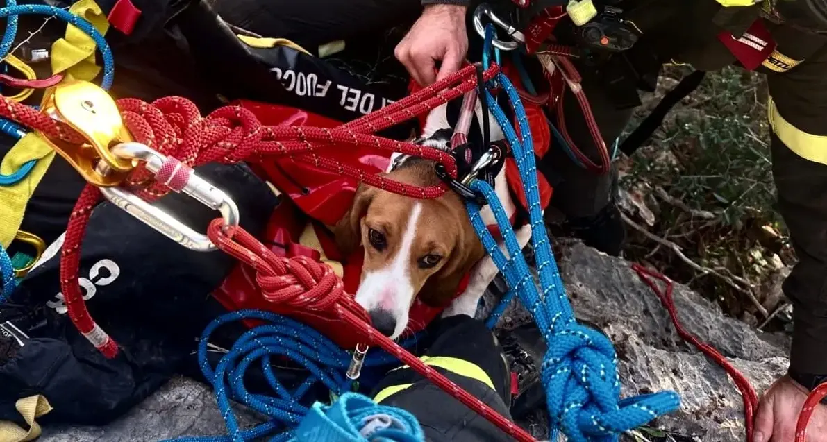 Iglesias, cane da caccia bloccato su una parete salvato dai Vigili del Fuoco a Masua