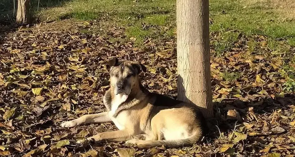 Nero, il cane che non ha retto alla paura dei botti: una tragedia che scuote Firenze