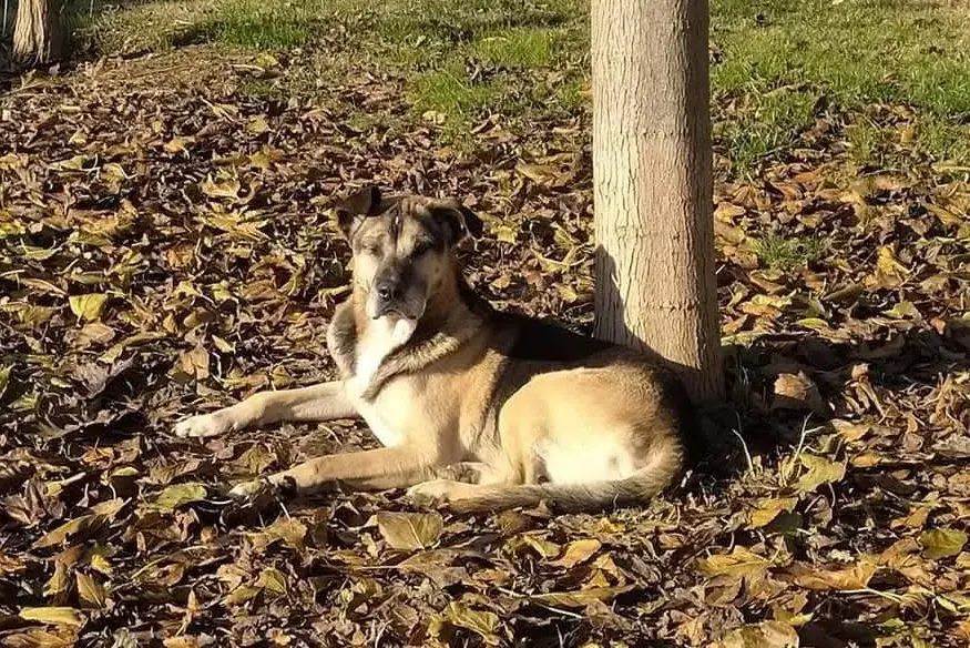 <p>Il cagnolino Nero, foto Facebook</p>\\n