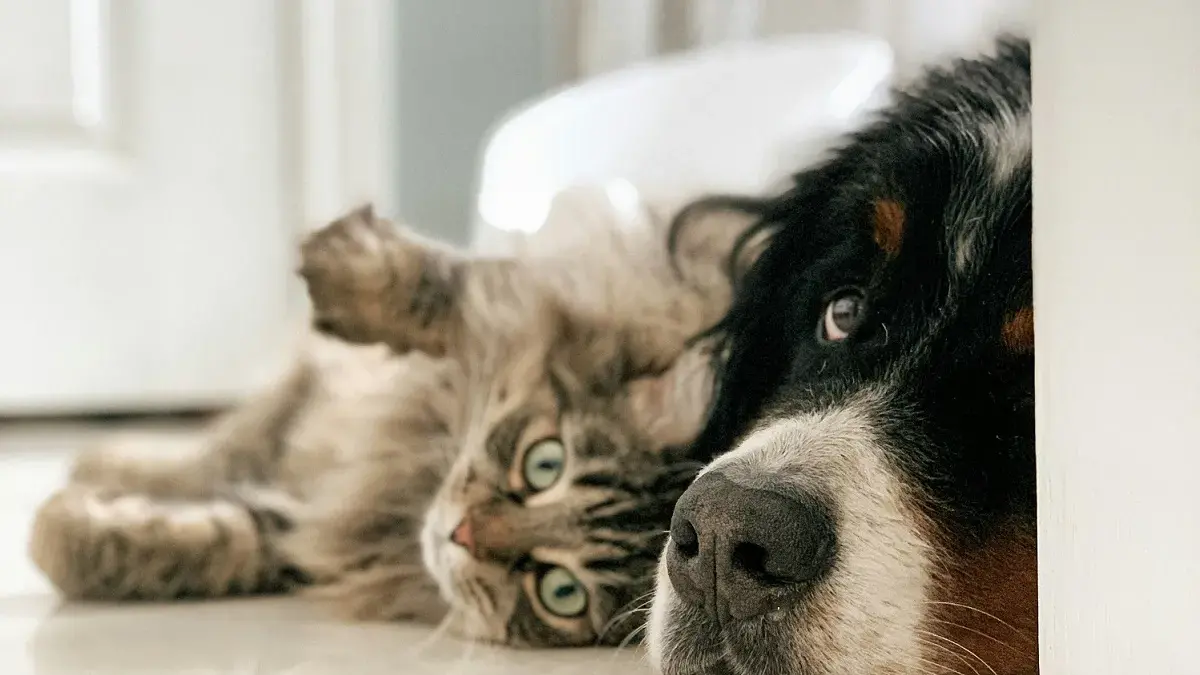 Pet economy in Sardegna: 771 imprese e un settore in forte crescita