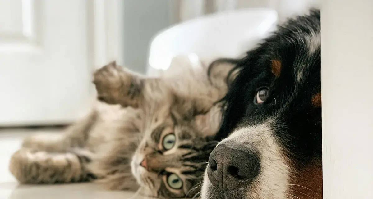 Allarme bocconi avvelenati a Cagliari: il Comune si mobilita per la sicurezza degli animali