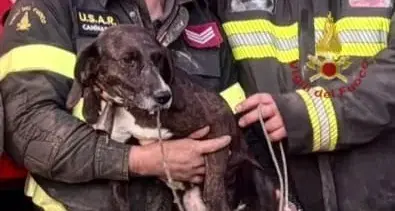 Cane intrappolato tra le rocce a Quartu, salvato dai Vigili del Fuoco