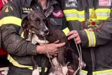 Cane intrappolato tra le rocce a Quartu, salvato dai Vigili del Fuoco