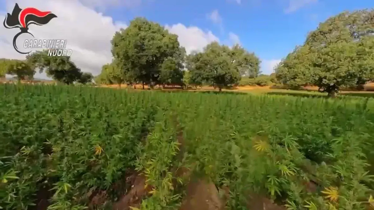 Maxi sequestro di marijuana nel Nuorese: 35.000 piante scoperte dai Carabinieri