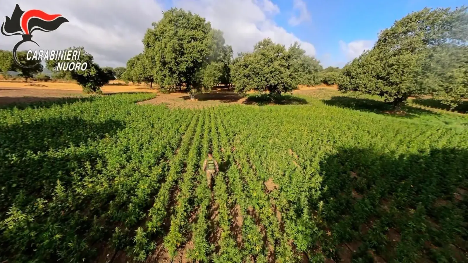 Maxi piantagione di marijuana nel Nuorese: 40 mila piante, 31 milioni di euro di valore. Quattro arresti