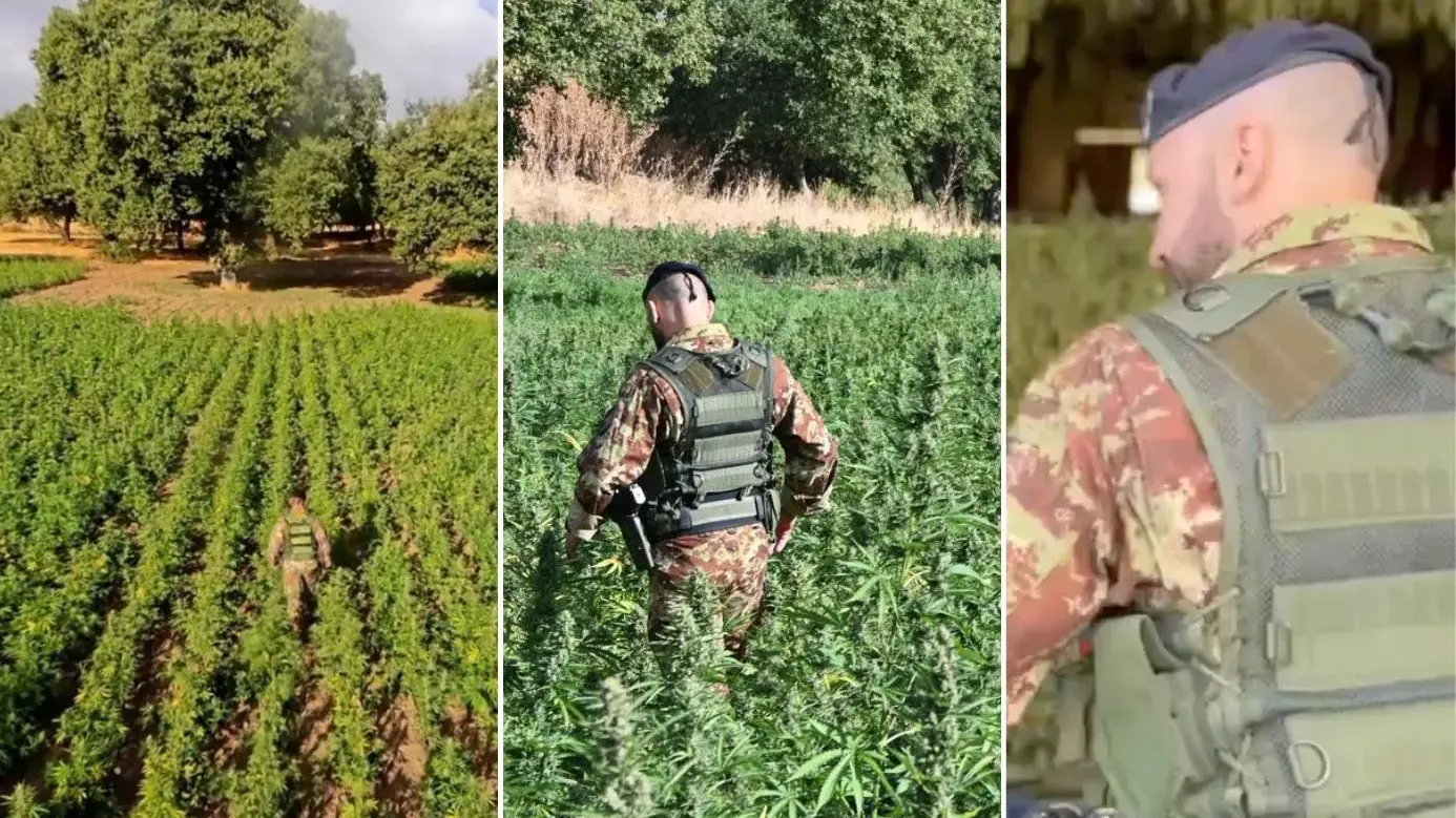 Maxi piantagione di marijuana nel Nuorese: 40 mila piante, 31 milioni di euro di valore. Quattro arresti
