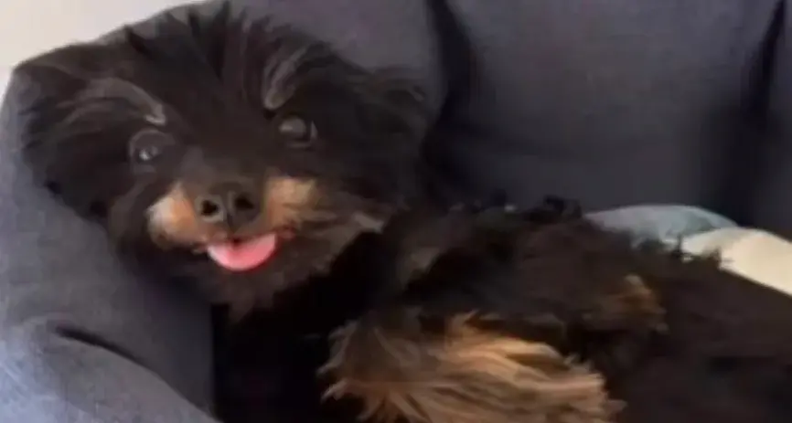 \"Giustizia per Pepe\", il cagnolino lanciato nel vuoto: un gesto di crudeltà disumana