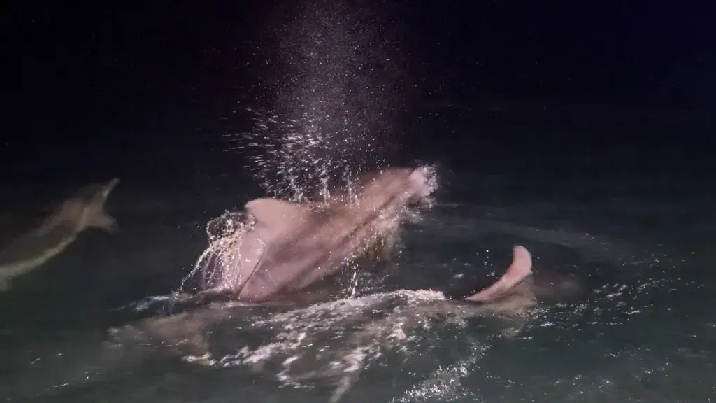 Una famiglia di delfini avvistata nelle acque di Sant'Antioco