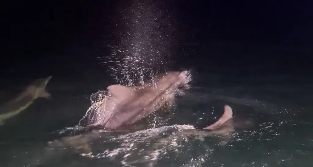 Una famiglia di delfini avvistata nelle acque di Sant'Antioco