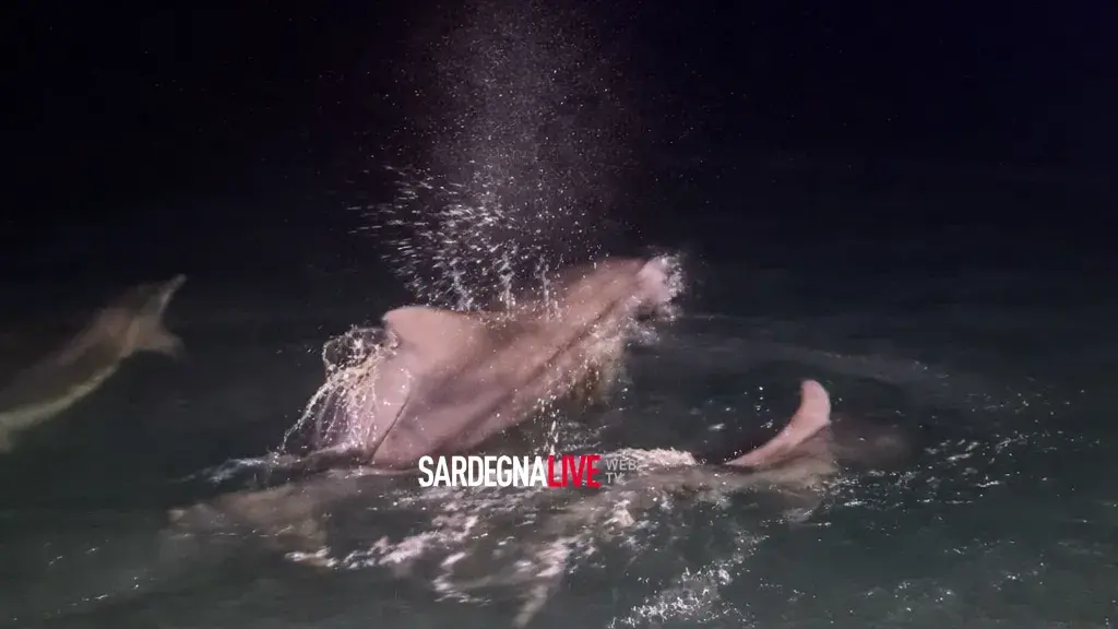 Che bellezza! Una famiglia di delfini avvistata nelle acque di Sant’Antioco | IL VIDEO