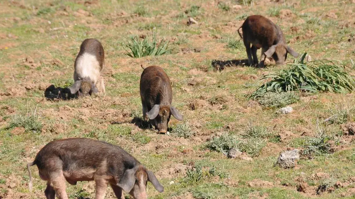 Peste Suina Africana, la Regione Sardegna chiede inclusione nel Piano nazionale