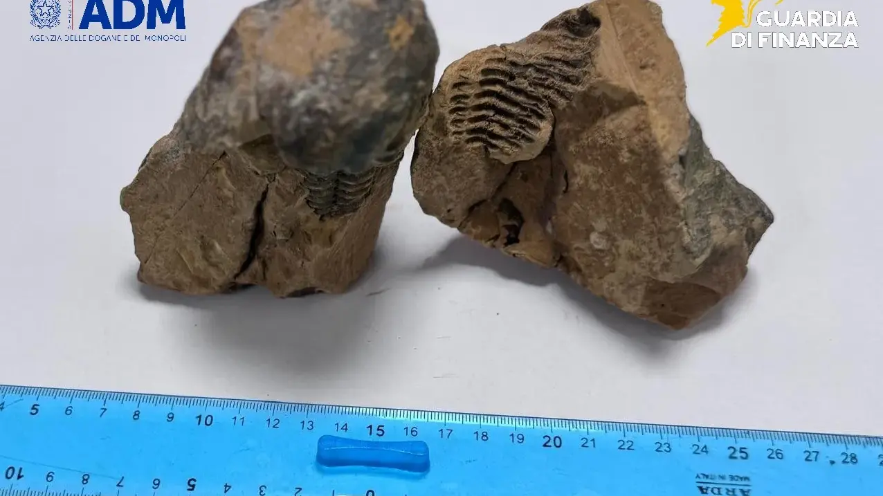 Fossile di trilobite nel bagaglio di un passeggero all'aeroporto di Alghero: una denuncia