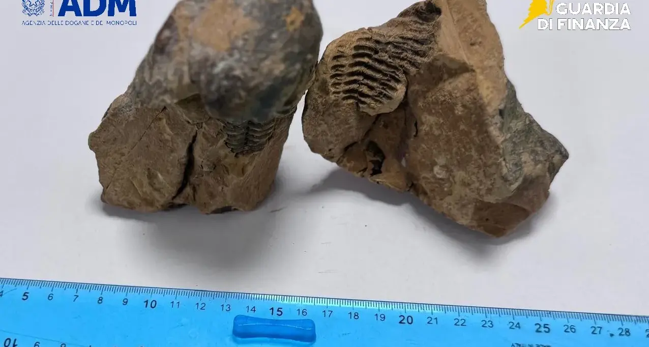 Fossile di trilobite nel bagaglio di un passeggero all'aeroporto di Alghero: una denuncia