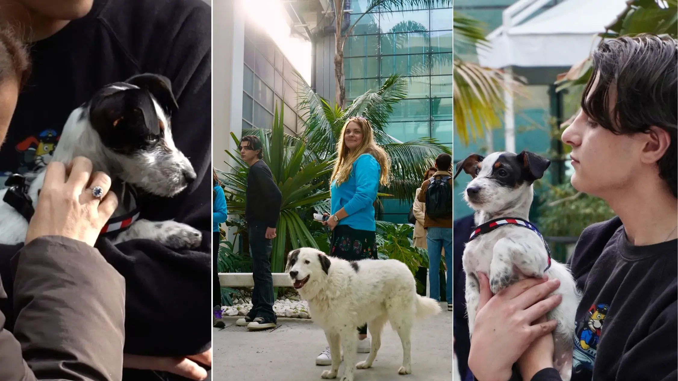 Viaggiare con gli amici a quattro zampe: inaugurata la Pet Area dell’aeroporto di Cagliari