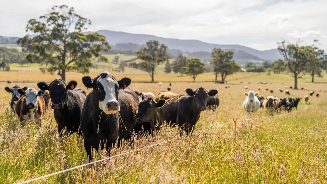 Regione in campo per gli allevatori: 21 milioni di euro contro i danni della dermatite nodulare