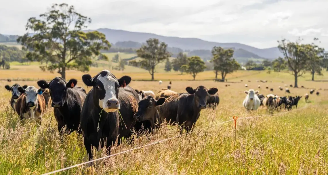 Regione in campo per gli allevatori: 21 milioni di euro contro i danni della dermatite nodulare