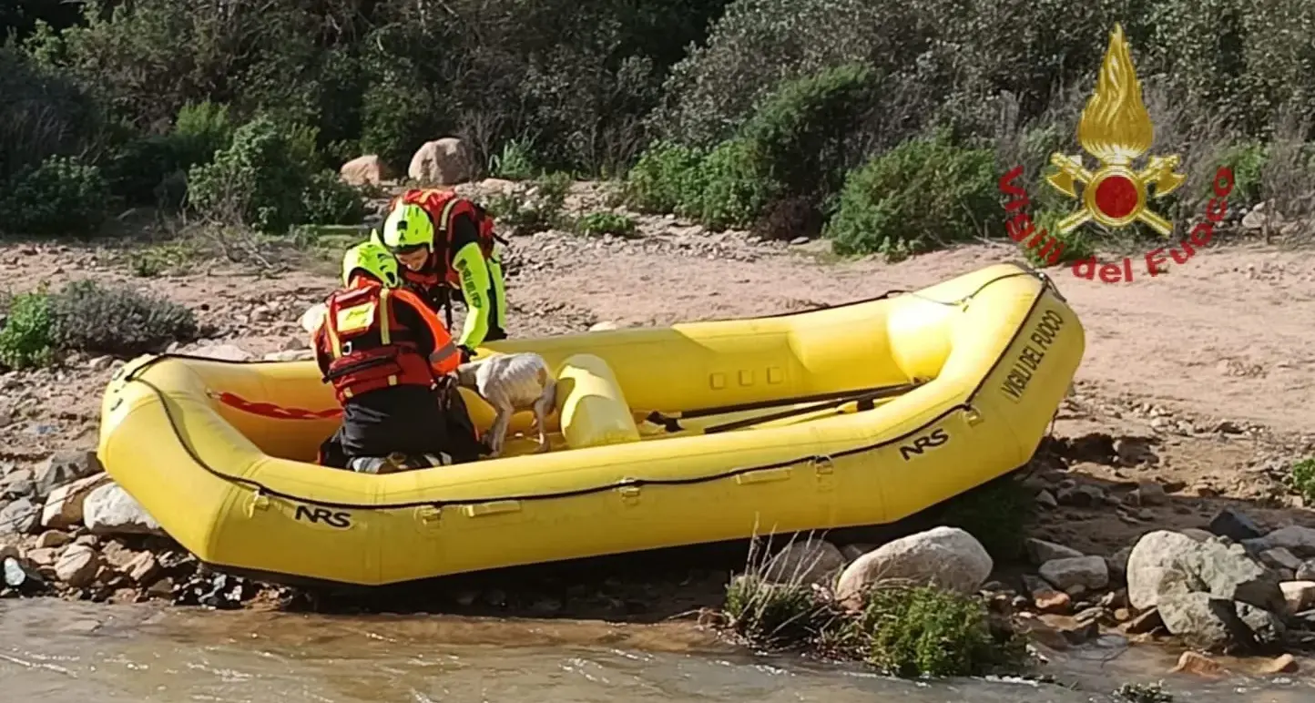 Cani dispersi nel Monte Arcosu, salvati dai Vigili del fuoco dopo giorni di ricerche