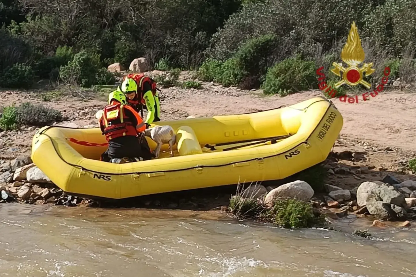 Cani dispersi nel Monte Arcosu, salvati dai Vigili del fuoco dopo giorni di ricerche