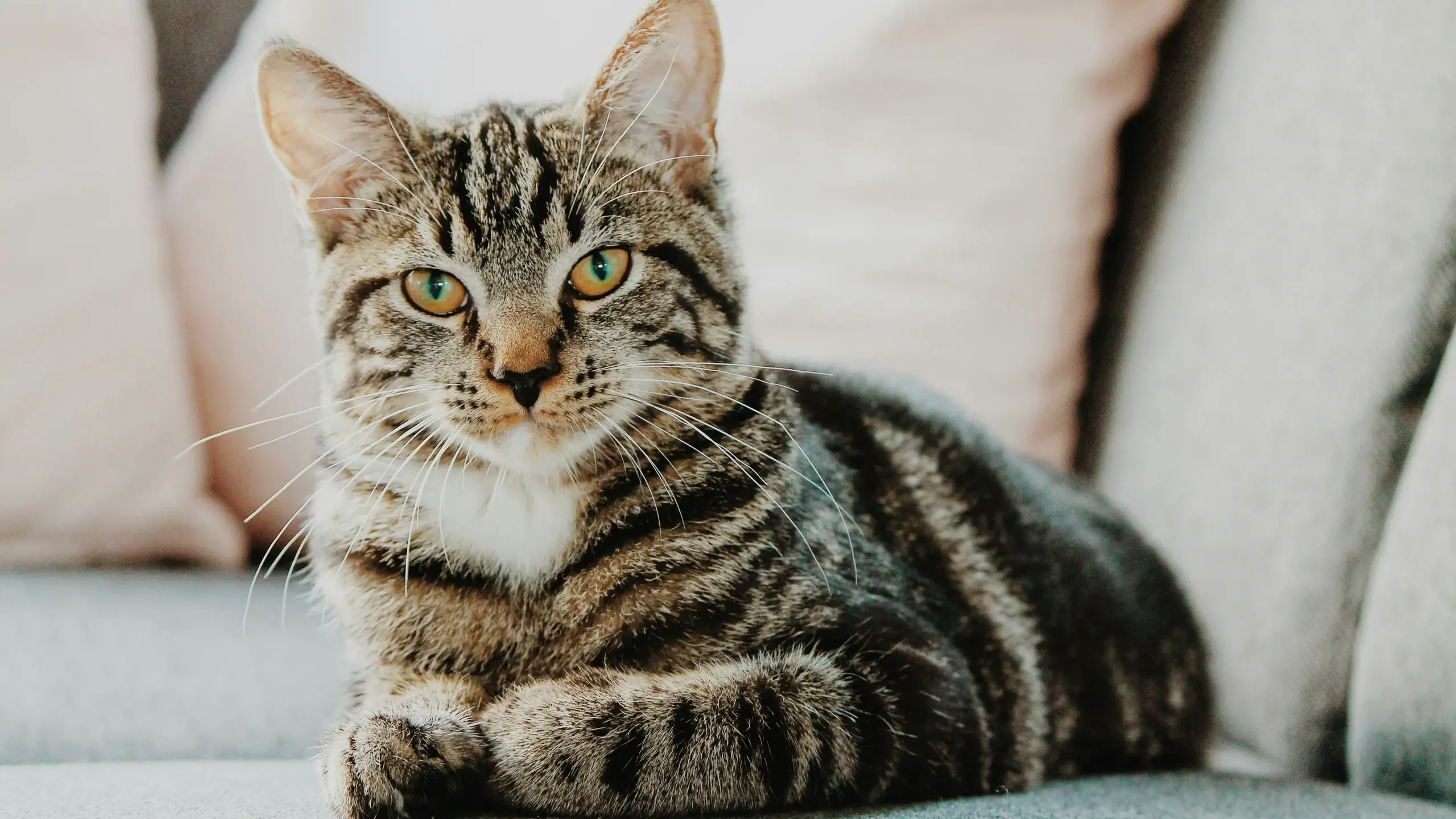 Ciclone Harry, scatta la solidarietà per i gatti del lungomare a Cagliari